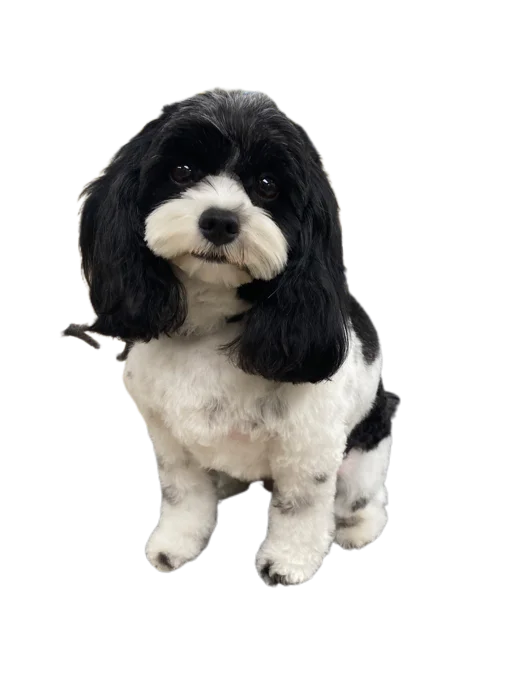Milly - Gateway Counseling therapy dog in training